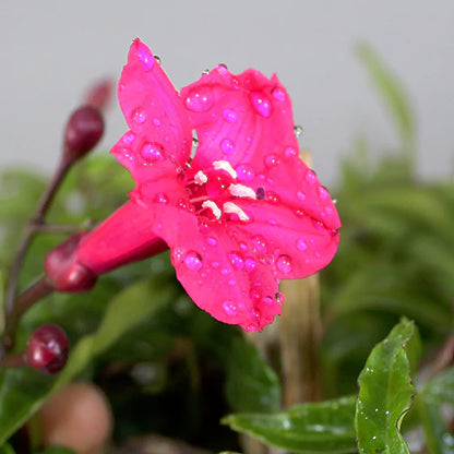 Buy Cardinal Creeper - Plant Online at Lalitenterprise