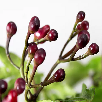 Buy Cardinal Creeper (Ipomoea Horsfalliae) - Plant Online at Lalitenterprise