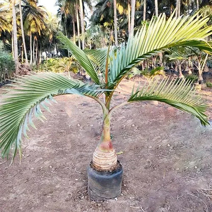 Buy Palm Plant - Lalitenterprise
