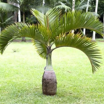 Buy Champagne Palm "Hyophorbe Indica" - Plant  Online at Lalitenterprise