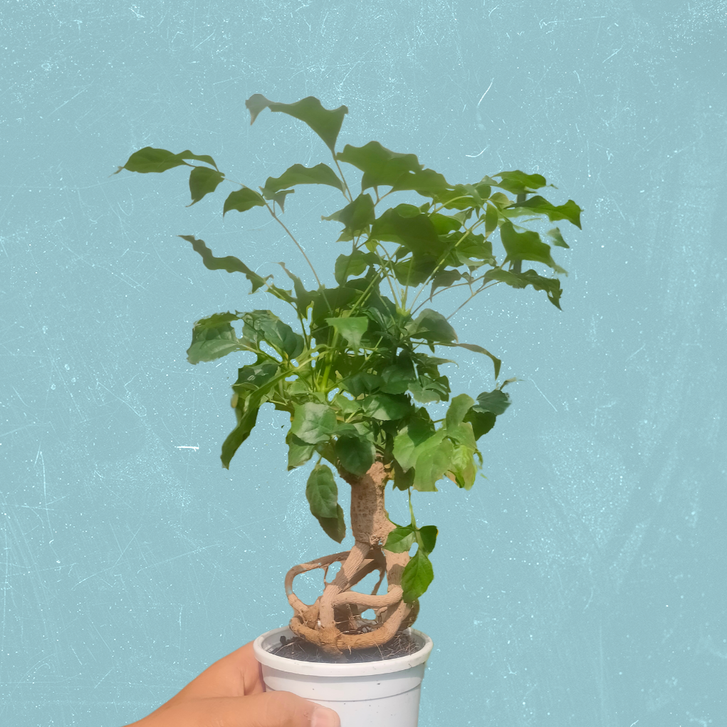 Buy China Doll "Bonsai" (Radermachera Sinica) - Plant Online at Lalitenterprise