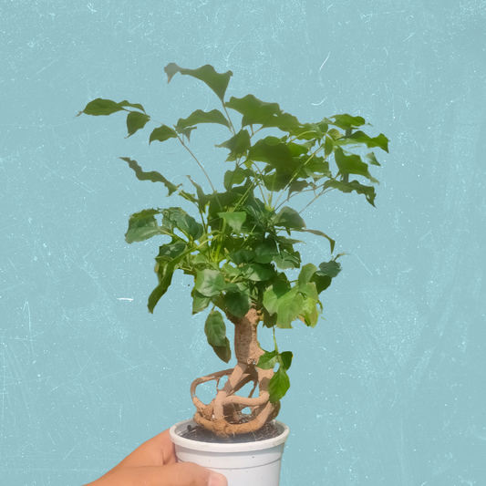 Buy China Doll "Bonsai" (Radermachera Sinica) - Plant Online at Lalitenterprise