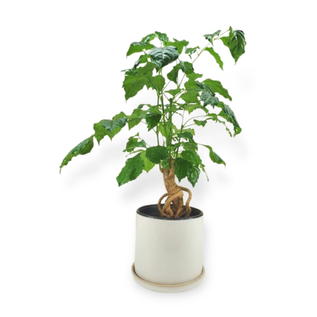 Buy China Doll "Bonsai" - Plant Online at Lalitenterprise