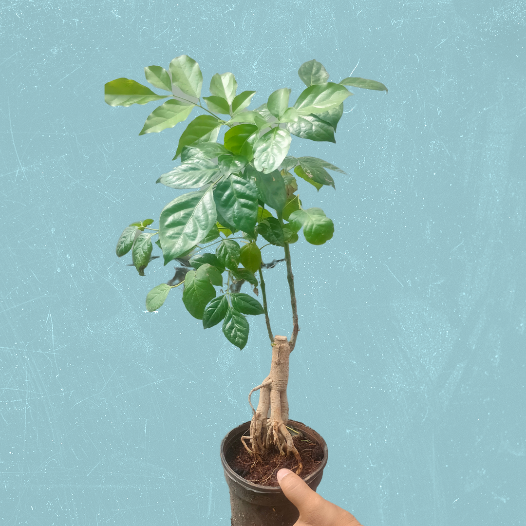 Buy Bonsai Radermachera Sinica - Plant Online at Lalitenterprise