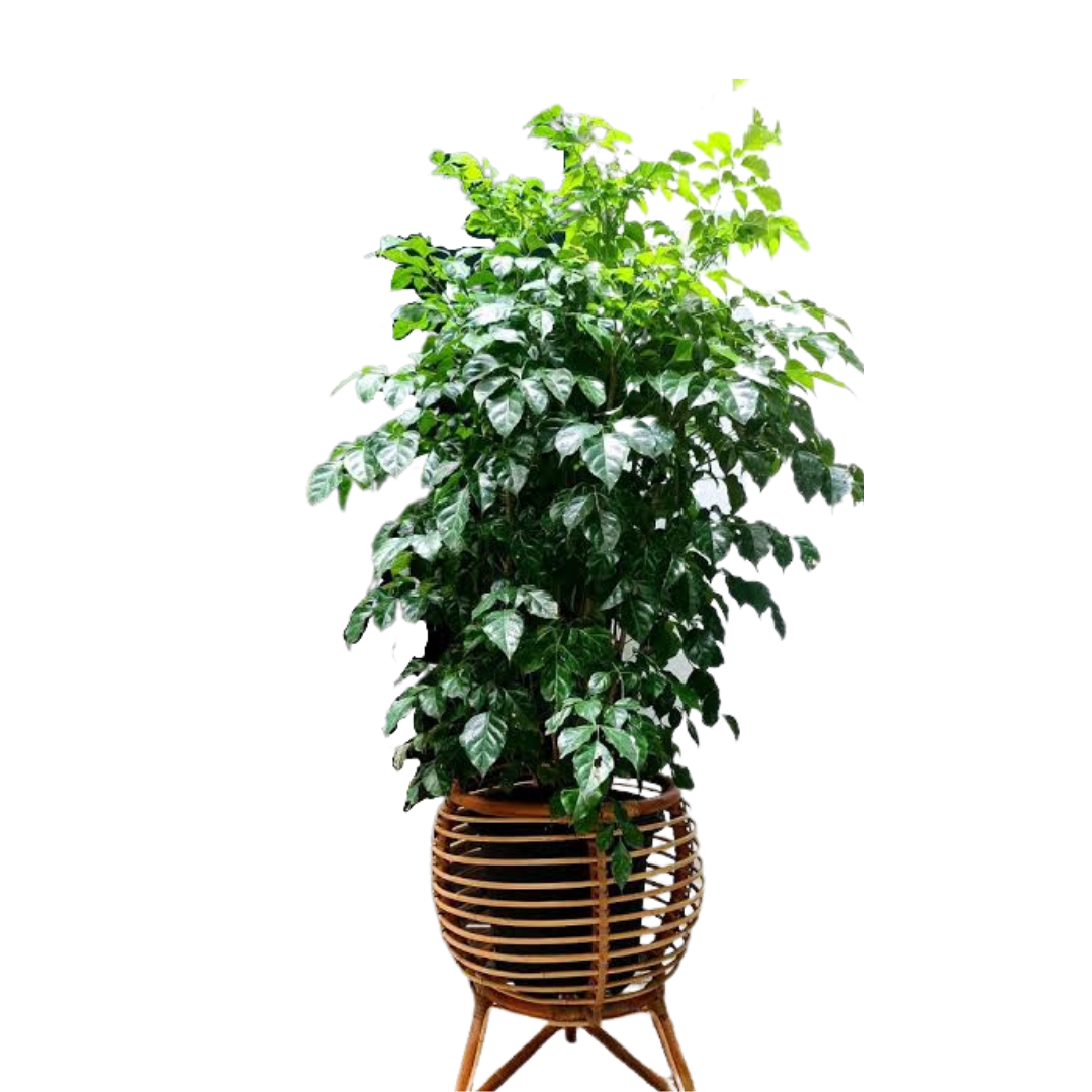 Buy China Doll Plant - Lalitenterprise