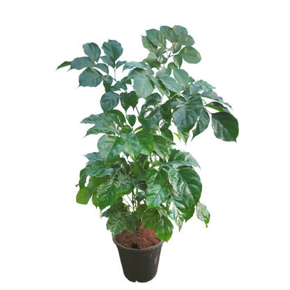 Buy Radermachera Sinica Plant - Lalitenterprise