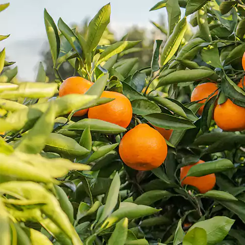 Buy Best China Orange Plant - Lalit Enterprise