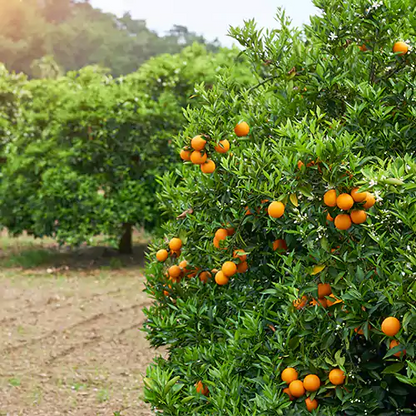 Buy Chinese Orange Plant - Lalit Enterprise