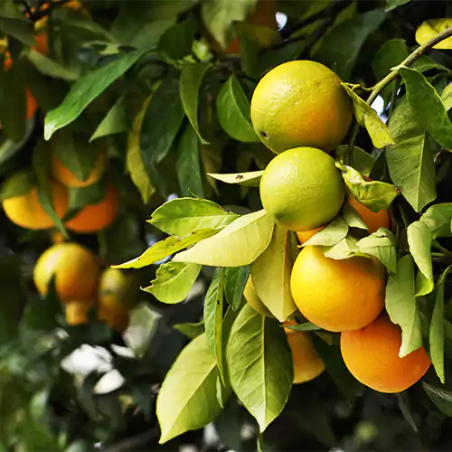 Buy Best Fruiting Plants - Lalit Enterprise