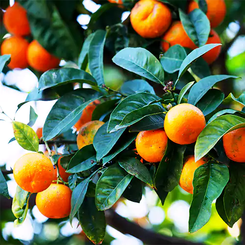 Buy Citrus Sinensis Plant - Lalit Enterprise