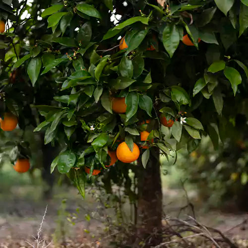 Buy China Orange Plant - Lalit Enterprise