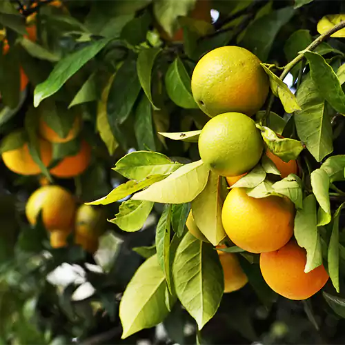 Chinese Orange