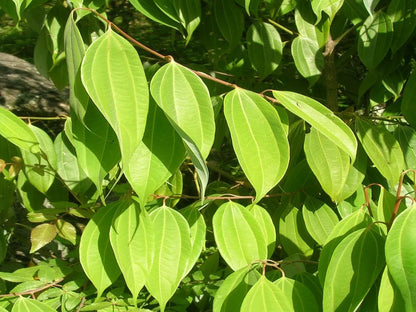 Buy Indian Bay Leaf Plant - Lalit Enterprise