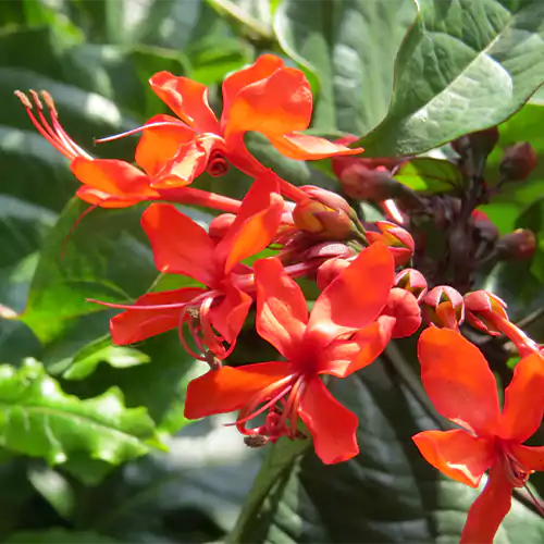 Buy Flaming Glorybower Flowering Plant