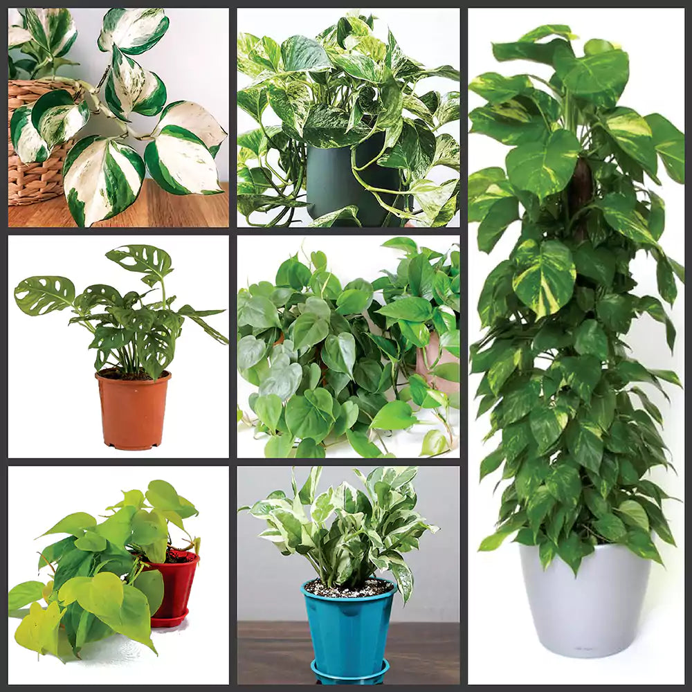 Buy Climbers | Creepers Indoor Plant (Combo Pack of 7) Online at Lalitenterprise