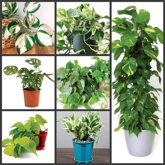 Buy Climbers | Creepers Indoor Plant (Combo Pack of 7) Online at Lalitenterprise
