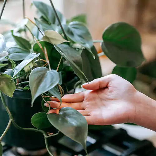 Buy Climbers | Creepers Indoor Plant Online at Lalitenterprise