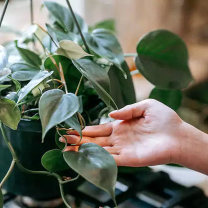 Buy Climbers | Creepers Indoor Plant Online at Lalitenterprise