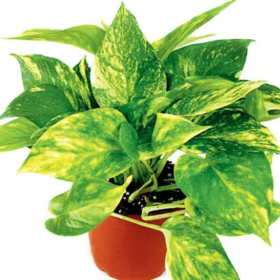 Buy Climbers | Creepers Indoor Plant Online at Lalitenterprise