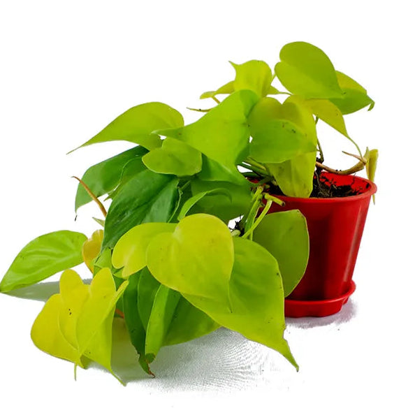 Buy Climbers | Creepers Indoor Plant Online at Lalitenterprise