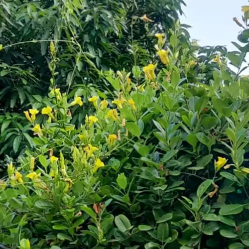 Buy Climbing | Creepers Plant Online at Lalitenteprise