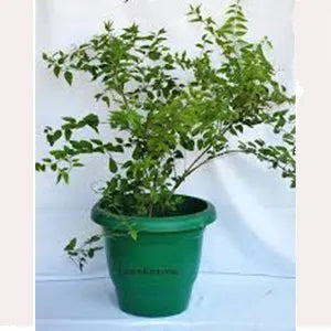 Buy Climbing | Creepers Plant Online at Lalitenteprise