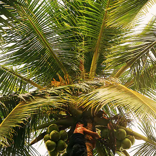 Buy Nariyal Tree - Lalit Enterprise
