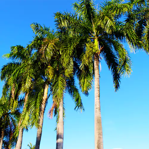 Green-Coconut-Tree Plant - Lalit Enterprise