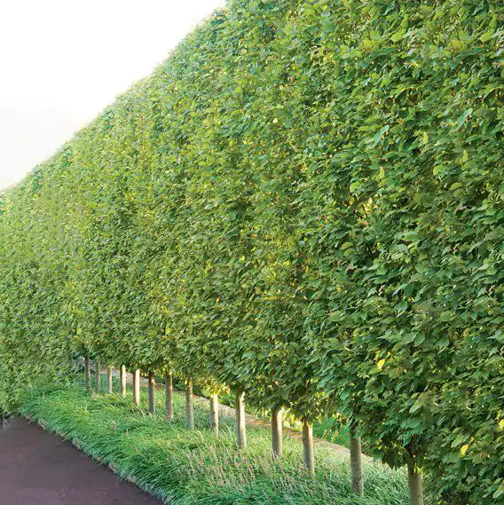 Buy Conocarpus Lancifolius Plant Online at Lalit Enterprise