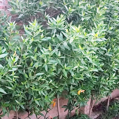 Buy Lanceleaf Buttonwood - Plant Online at Lalitenterprise