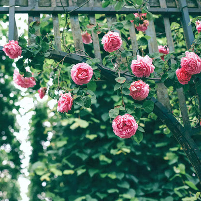 Buy Creeping  Rose Plant (Pink) Online at Lalitenterprise