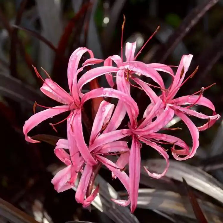 Buy Crinum Menehune (Red Bog Lily) - Plant Online at Lalitenterprise