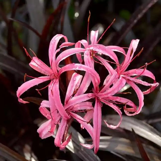 Buy Crinum Menehune (Red Bog Lily) - Plant Online at Lalitenterprise