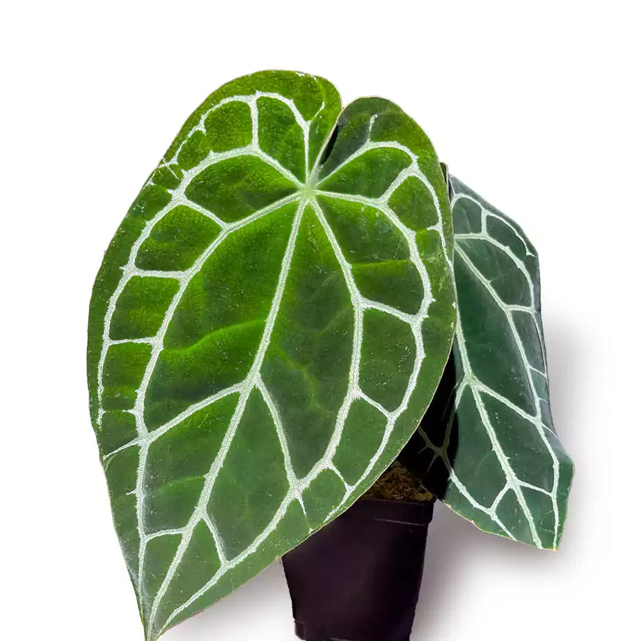 Buy Anthurium Crystallinum Plant Online ar Lalitenterprise