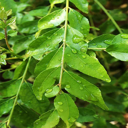 Curry Leaves Plant - Lalit Enterprise