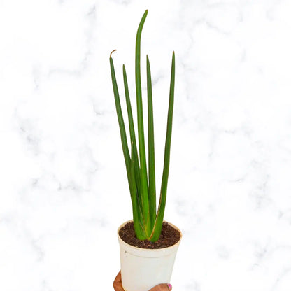 Buy Sansevieria Cylindrica Long | Cylindrical Snake Plant Online at Lalitenterprise