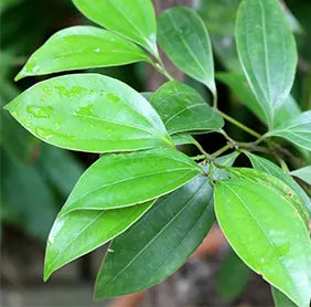 Buy Cinnamon - Plant Online at Lalitenterprise