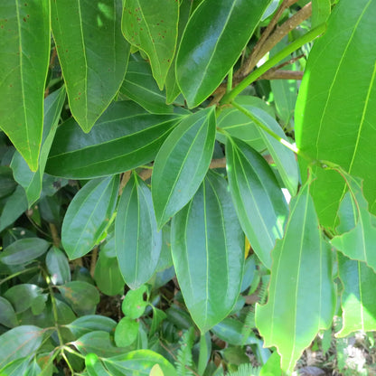 Buy Dalchini - Plant Online at Lalitenterprise