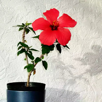 Desi Hibiscus Flower Plant, Gudhal – Red