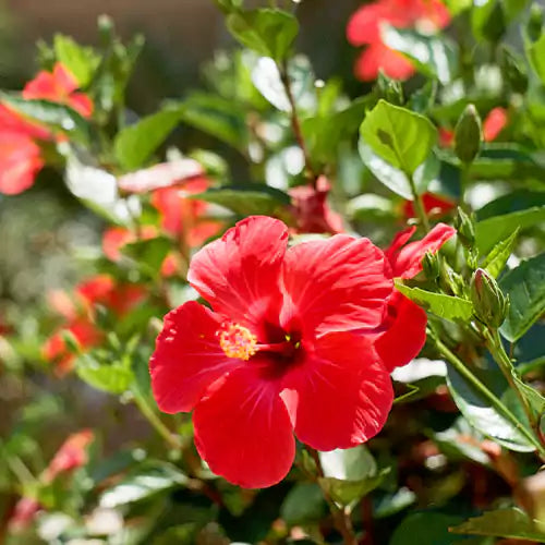 Desi Hibiscus Flower Plant, Gudhal – Red