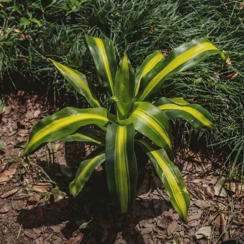 Buy Dracaena Fragrans 'Massangeana' | Dracaena Corn Plant Online at Lalitenteprise