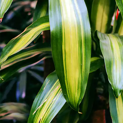 Buy Dracaena Fragrans 'Massangeana' | Dracaena Corn Plant Online at Lalitenteprise