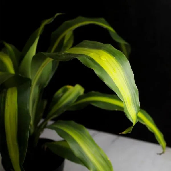 Buy Dracaena Fragrans 'Massangeana' | Dracaena Corn Plant Online at Lalitenteprise