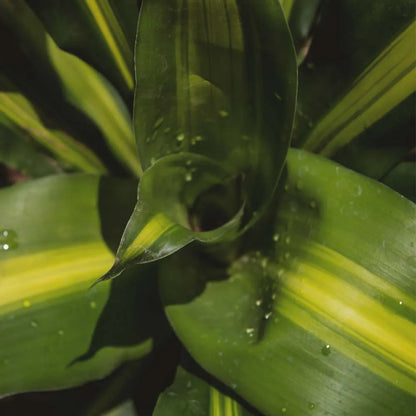 Buy Dracaena Fragrans 'Massangeana' | Dracaena Corn Plant Online at Lalitenteprise