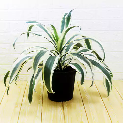 Buy Dracaena fragrans 'Victoria White' - Plant Online at Lalitenterprise