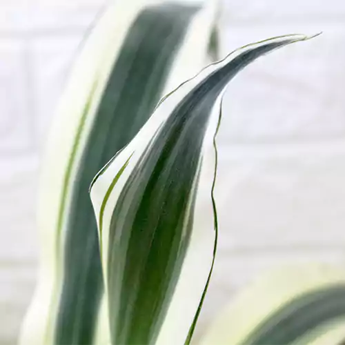 Buy Dracaena fragrans 'Victoria White' - Plant Online at Lalitenterprise