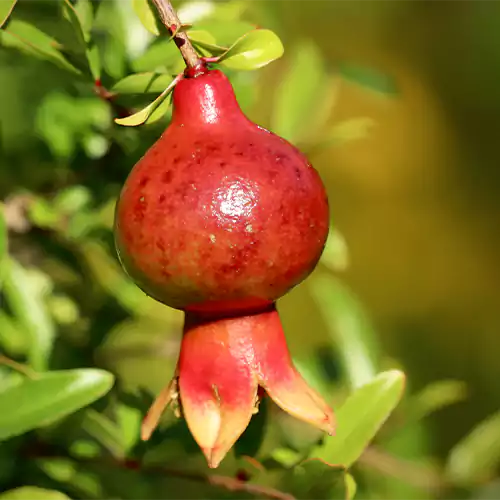 Buy Pomegranate Plant - Lalit Enterprise