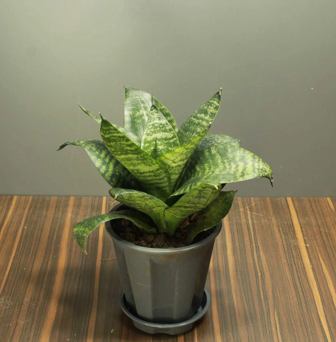 Buy Dwarf Green Snake Plant Online at Lalitenterprise