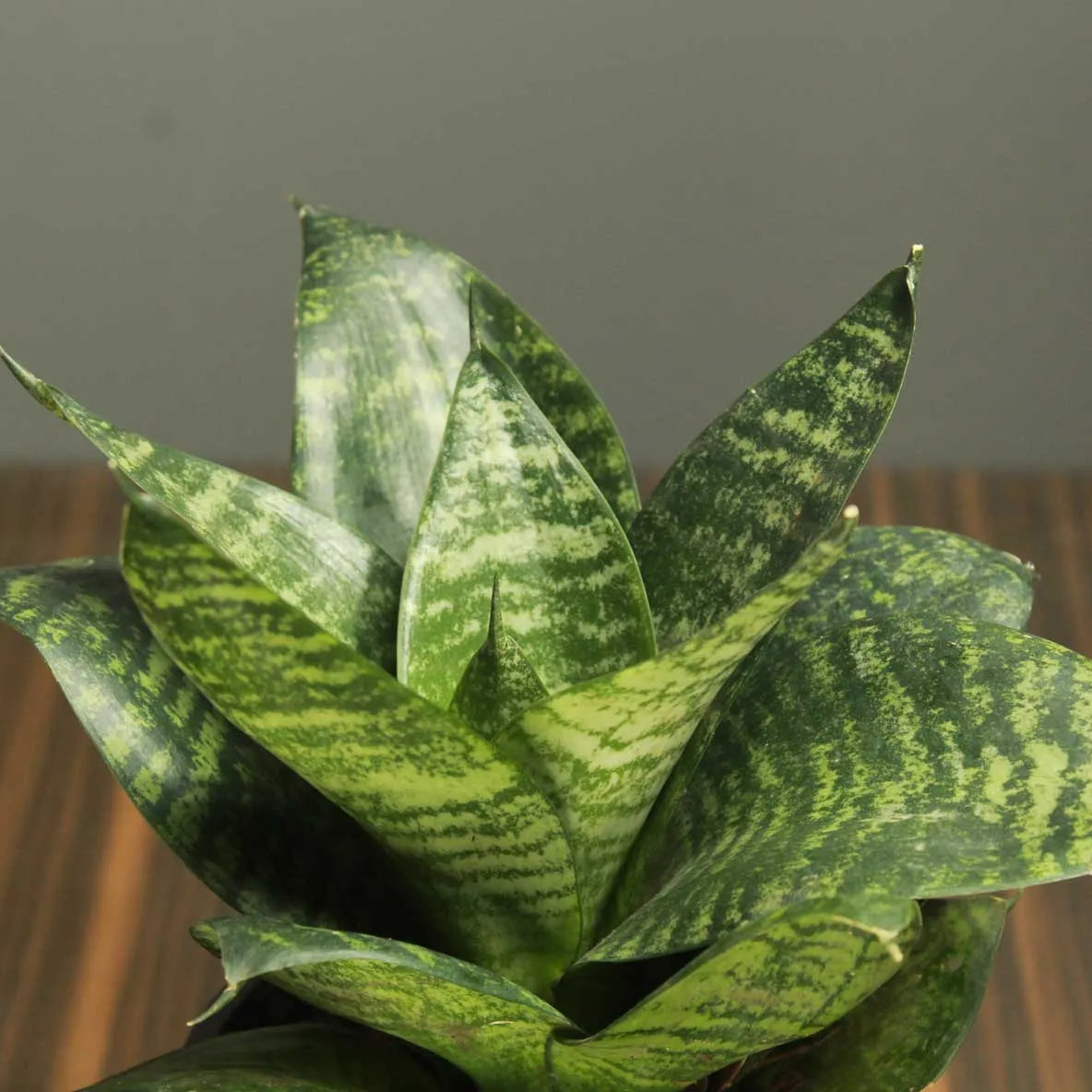 Buy Dwarf Sansevieria Plant - Lalit Enterprise