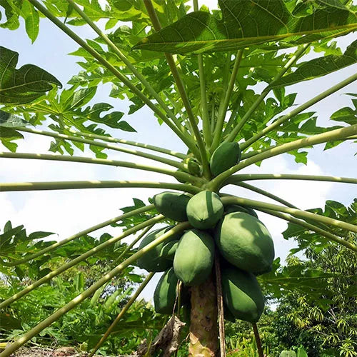 Buy Dwarf Papaya - Plant Online at Lalitenterprise